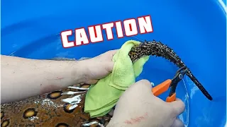 Clipping the STINGER and SPIKES on the tail of Giant Freshwater Stingrays as we prepare to ship