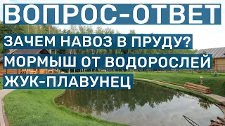 Зачем навоз (удобрения) в пруду? И другие ответы на вопросы по обслуживанию пруда и рыбоводству