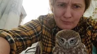 Why is the little owl Luchik still an owlet, even though he is an adult owl?