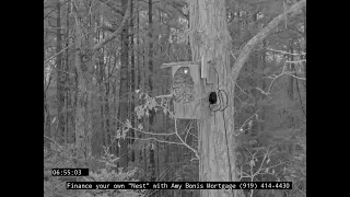 Ha Ha....squirrel caught in Owls box.