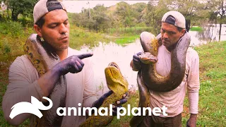 Frank encuentra una anaconda verde | Wild Frank | Animal Planet