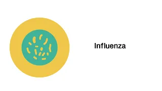 Influenza (Grippe) - Infektionskrankheiten