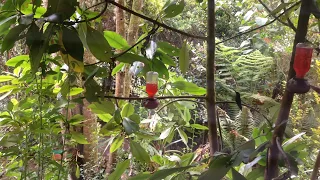 Sword-billed hummingbird (Ensifera ensifera)