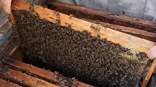 ПЧЁЛЫ🐝🐝. ВЕСЕННИЕ СЖАТИЕ ПЧЕЛИНЫХ СЕМЕЙ. ЛУЧШИЕ РАЗВИТИЕ ПЧЁЛ.