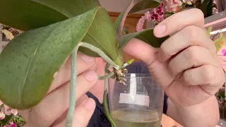 орхидея стала вялой листья орхидеи как тряпки / причины и как помочь орхидее