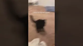 cat vs hand