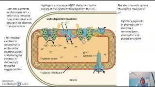 The Light dependent reactions of Photosynthesis