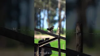 This Starling is Doing the Unthinkable After Being Shot by an Airgun!