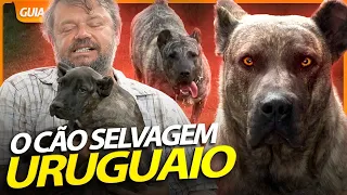 CIMARRON, O CÃO SELVAGEM URUGUAIO! | RICHARD RASMUSSEN