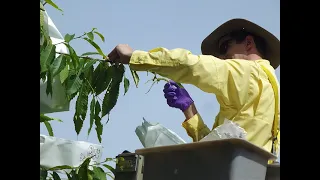 Chestnut Chat: The Transgenic American Chestnut Tree