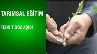 Tarımsal Eğitim - Ters T Göz Aşısı