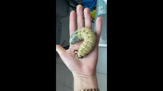 The real oneCute bugs| Incredible insects #Shorts