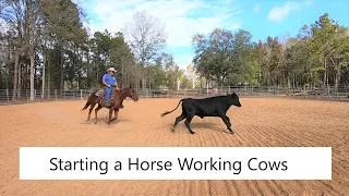 Start a horse working cows!