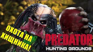 Predator Hunting Grounds🔺150 УРОВЕНЬ! ЛУЧШИЕ БИЛДЫ!🔥ОХОТА НА ХИЩНИКА!  ПАТЧ - 1.11!