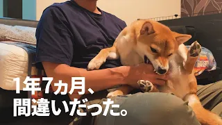 後悔しかない。「しつけ」は仔犬の時期に【柴犬改造計画】