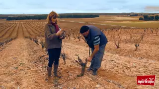 La poda de invierno - Bodegas Valduero - Sigue tu cepa