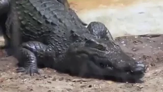 Animal attack   Crocodile Death Roll Untamed and Uncut