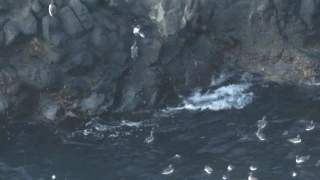 Common Guillemot chicks landing in the water