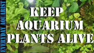 Why aquarium plants go brown and die