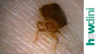 How To Prevent A Bed Bugs Infestation - How To Check For Bed Bugs