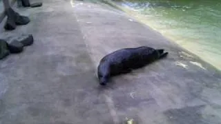 A seal rolling down a hill.