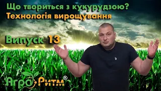 ЩО ТВОРИТЬСЯ З КУКУРУДЗОЮ?ТЕХНОЛОГІЯ ВИРОЩУВАННЯ.ЧОМУ ФІОЛЕТОВА/ЖОВТА?