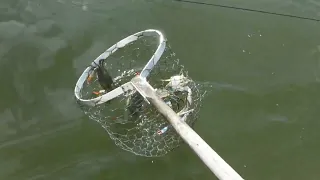 Trot Line Crabbing! Unbelievable!