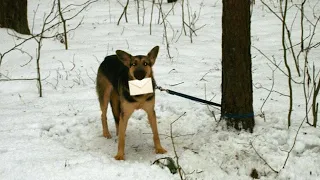 Привязанный в лесу пес держал таинственное письмо. Прочитав его, лесник расплакался