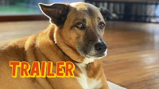 Dog - Official Trailer (2022) Q'orianka Kilcher, Channing Tatum, Jane Adams
