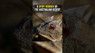 The Dragon Lizard: How the Thorny Devil Adapts to Its Dry Habitat