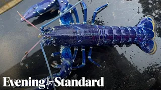 Rare blue lobster catch in Belfast Lough ‘two million to one shot’ says skipper