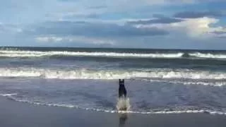 Labrador swimming in waves, all to catch the ball