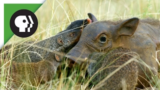 Mongooses Give Warthog Spa Treatment