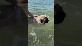 Pug learning to swim #summer #shorts