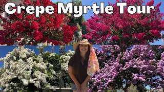 Crepe Myrtle Tree TOUR - Massive Blooms & Color!