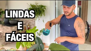 PLANTAS PERFEITAS PARA DENTRO DE CASA - FILODENDROS | Henrique Buttler