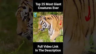 Top 25 Biggest Animals Ever Caught #Shorts