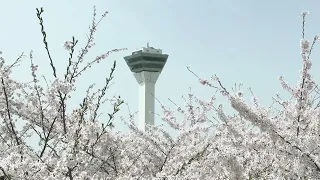 五稜郭公園で桜を撮影してきました！