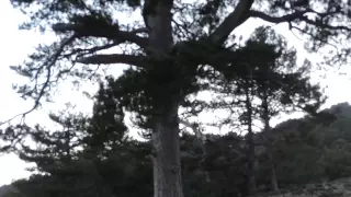 pino felix rodrigez de la fuente,en sierra de cazorla,segura y las villas.