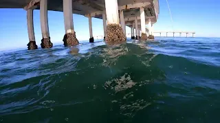 Spear fishing ob pier