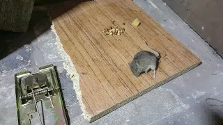 Как избавиться от мышей  Мышеловка