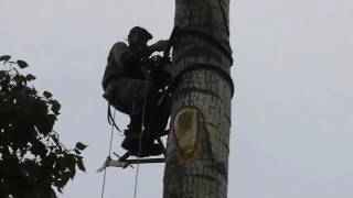 Сук зацепил провода  Роман Малыш на высоте бинзопилой спиливает ветки с дерева  19  07  2017