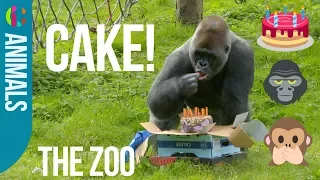 ANIMALS EAT CAKE! | The Zoo | World Animal Day
