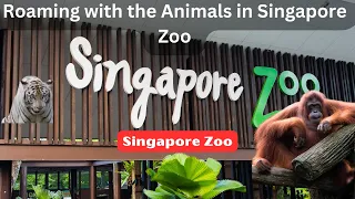 Roaming the Wild: A Spectacular Walking Tour of Singapore Zoo