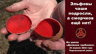 Эльфовы чаши подросли, а сморчков ещё нет! Дневник грибника