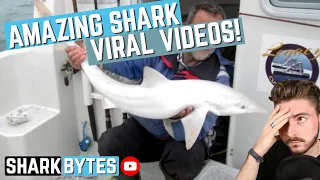 AMAZING shark/ray VIRAL videos!