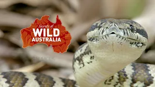 Тайны дикой природы Австралии Крокодилы