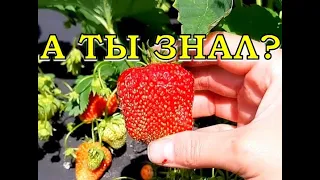 КЛУБНИКА: 6 приёмов как увеличить урожай🍓🍓🍓