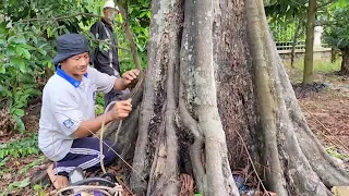 Vua Khỉ Cưa Cây Thị 300 Hoành Siêu Hiếm. Sawing a gaint Diospyros decandra tree