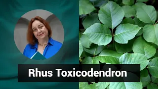 Разбор препарата РУС ТОКСИКОДЕНДРОН Rhus Toxicodendron |  Гомеопатия и Здоровье